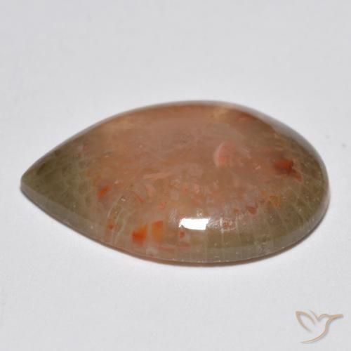 Coral Gemstone in 19 x 13.5 mm Size for Sale, Coral Stone in Multicolor Color