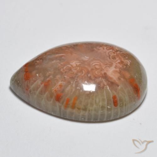 Coral Gemstone in 19.3 x 14.2 mm Size for Sale, Coral Stone in Multicolor Color