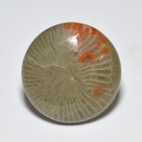 Multicolor Coral Gem - 5.1ct Round Cabochon (ID: 552431)