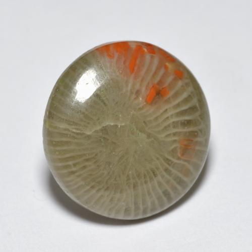 5.10 ct Multicolor Coral Stone, Natural Coral in Round Cabochon Shape for Sale