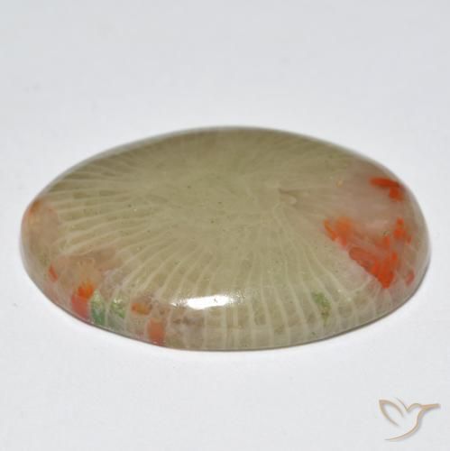 Coral Gemstone in 22.5 x 16.8 mm Size for Sale, Coral Stone in Multicolor Color