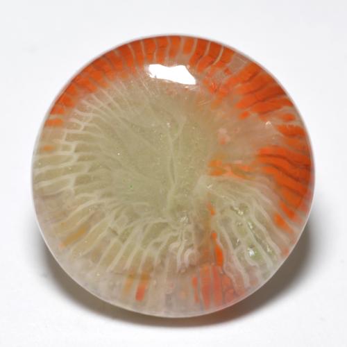 10.03 ct Multicolor Coral Gemstone, Coral Gem in Round Cabochon Shape for Sale.
