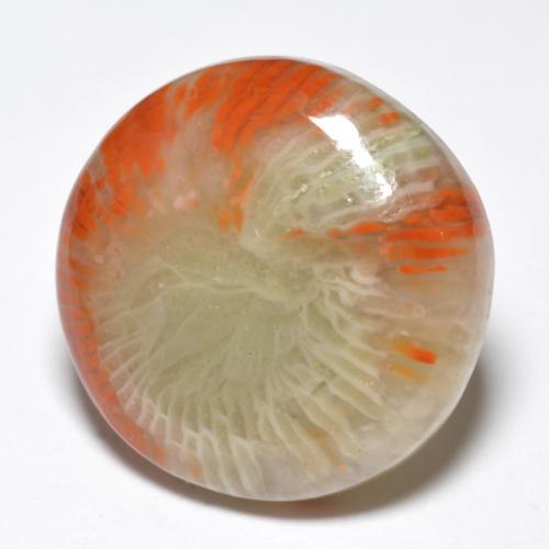 10.03 ct Multicolor Coral Stone, Natural Coral in Round Cabochon Shape for Sale