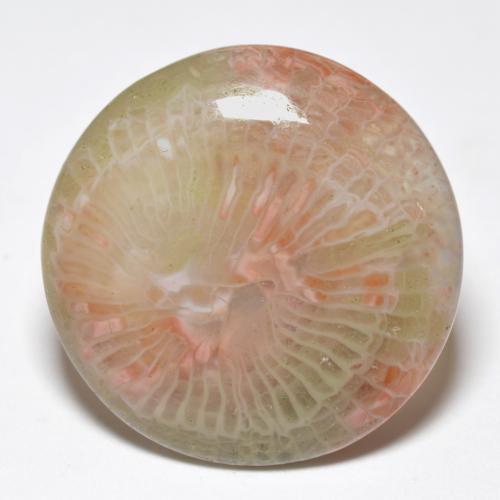 19.8mm Round Cabochon Multicolor Coral from Indonesia, Weight of 11.7ct, Natural untreated gemstone in Translucent Clarity, 1pc Coral - the Color is Multicolor, Mohs Hardness of 3 - 4, Photo A