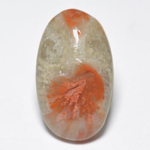Многоцветный Коралл Камень - 6.4ct Овал Кабошон (ID: 552437)
