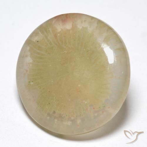 10.55 ct Multicolor Coral Stone, Natural Coral in Round Cabochon Shape for Sale