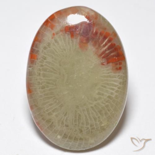 Corail Multicolore Ovale 10,32 ct d'Indonésie, Dimension 21,9 x 15,6mm, Pierre gemme naturelle Non traité, pureté Translucide, 1 pièce de corail oval cabochon, dureté de Mohs de 3 à 4, Photo A