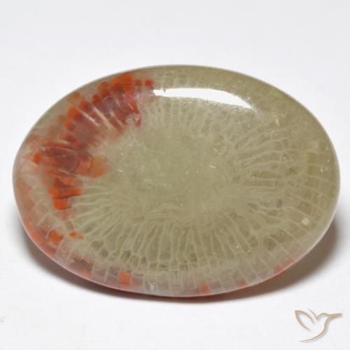 10.32 ct Multicolor Coral Stone, Natural Coral in Oval Cabochon Shape for Sale