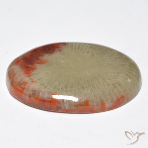 Coral Gemstone in 21.9 x 15.6 mm Size for Sale, Coral Stone in Multicolor Color