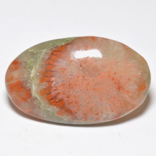 11.38 ct Multicolor Coral Stone, Natural Coral in Oval Cabochon Shape for Sale