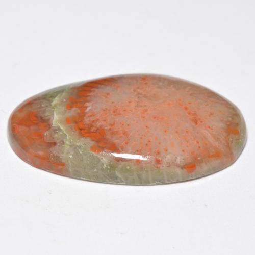 Coral Gemstone in 24.1 x 14.6 mm Size for Sale, Coral Stone in Multicolor Color