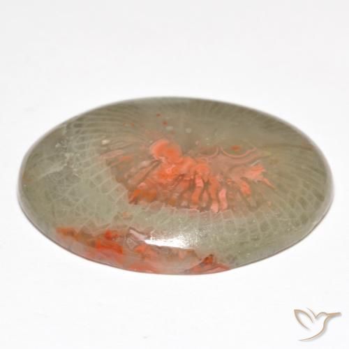 Coral Gemstone in 25.9 x 20.1 mm Size for Sale, Coral Stone in Multicolor Color