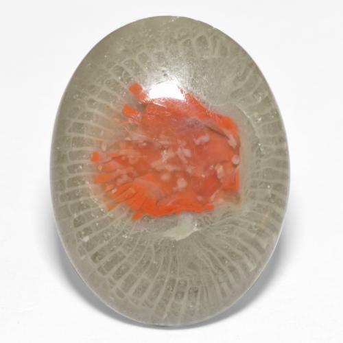 Multicolor Coral Gem - 14.6ct Oval Cabochon (ID: 552575)