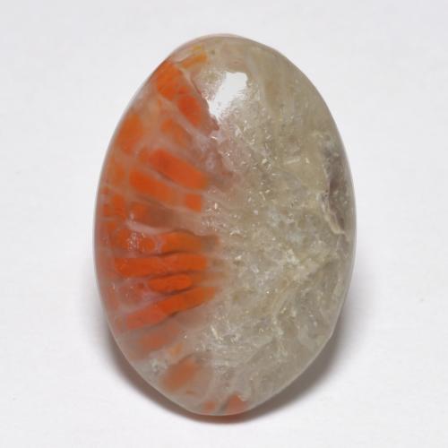 Multicolor Coral Gem - 4.8ct Oval Cabochon (ID: 552614)