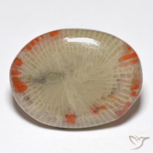 14.86 ct Multicolor Coral Stone, Natural Coral in Oval Cabochon Shape for Sale
