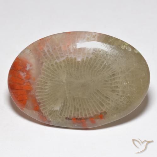 31.32 ct Multicolor Coral Stone, Natural Coral in Oval Cabochon Shape for Sale