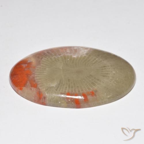 Coral Gemstone in 34.8 x 23.7 mm Size for Sale, Coral Stone in Multicolor Color