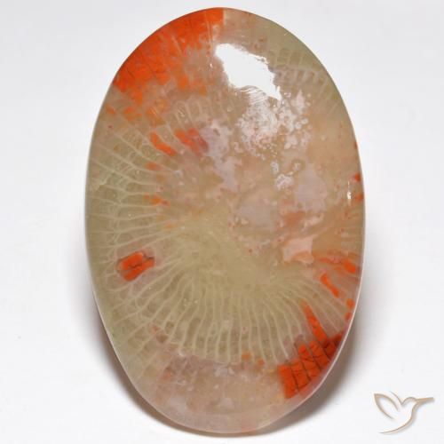 27.91ct Naturale Multicolore Corallo, Ovale, Traslucido, Photo A