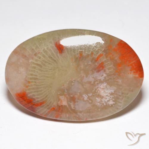27.91 ct Multicolor Coral Stone, Natural Coral in Oval Cabochon Shape for Sale