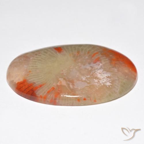 Coral Gemstone in 34.4 x 22.9 mm Size for Sale, Coral Stone in Multicolor Color