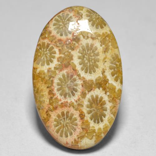 15.10 ct Multicolor Coral Stone, Natural Coral in Oval Cabochon Shape for Sale