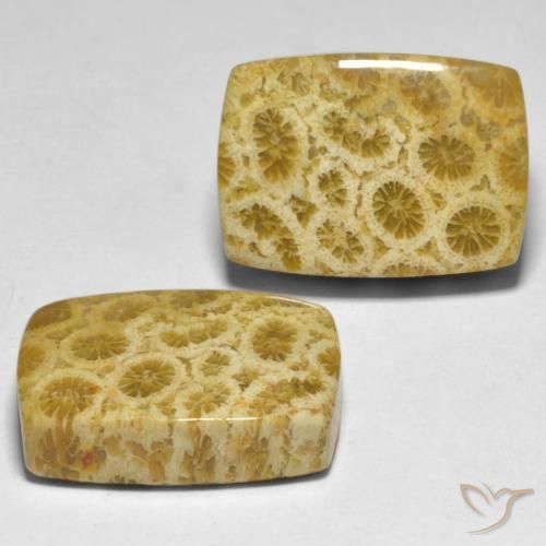 30.59 ctw Multicolor Coral Stones, Natural Coral in Cushion Cabochon Shape for Sale