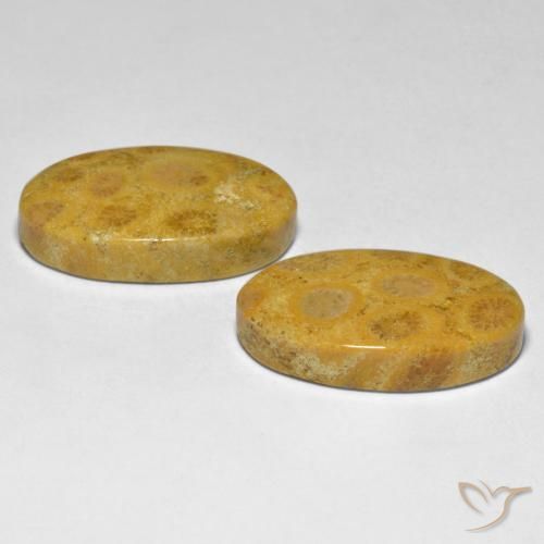 Coral Gemstones in 22.1 x 13.6 mm Size for Sale, Coral Stones in Multicolor Color