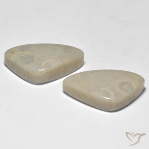 Coral Gemstones in 20 x 12.2 mm Size for Sale, Coral Stones in Multicolor Color