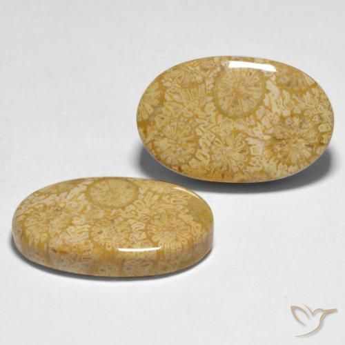 24.74 ctw Multicolor Coral Stones, Natural Coral in Oval Cabochon Shape for Sale