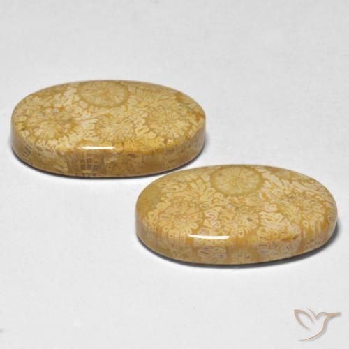 Coral Gemstones in 20.8 x 13.3 mm Size for Sale, Coral Stones in Multicolor Color