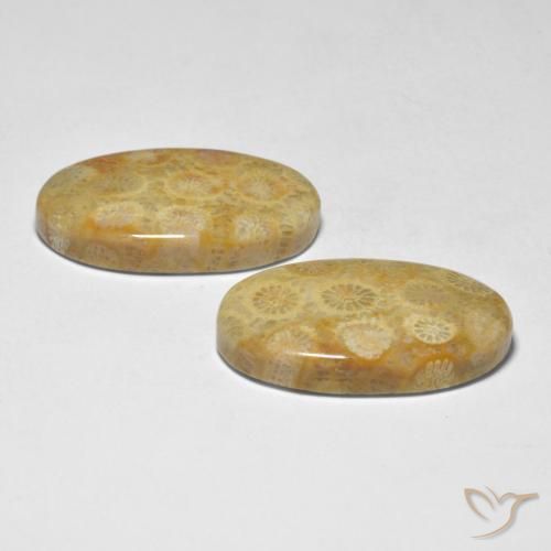 Coral Gemstones in 23.6 x 14.2 mm Size for Sale, Coral Stones in Multicolor Color