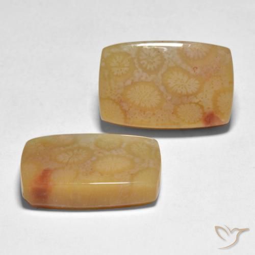 23.35 ctw Multicolor Coral Stones, Natural Coral in Cushion Cabochon Shape for Sale