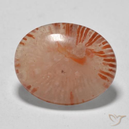 9.94 ct Multicolor Coral Stone, Natural Coral in Oval Cabochon Shape for Sale