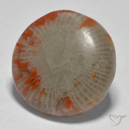 13.11 ct Multicolor Coral Stone, Natural Coral in Round Cabochon Shape for Sale