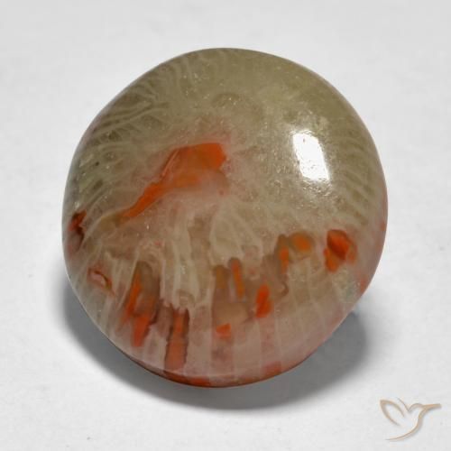 9.21 ct Multicolor Coral Stone, Natural Coral in Round Cabochon Shape for Sale