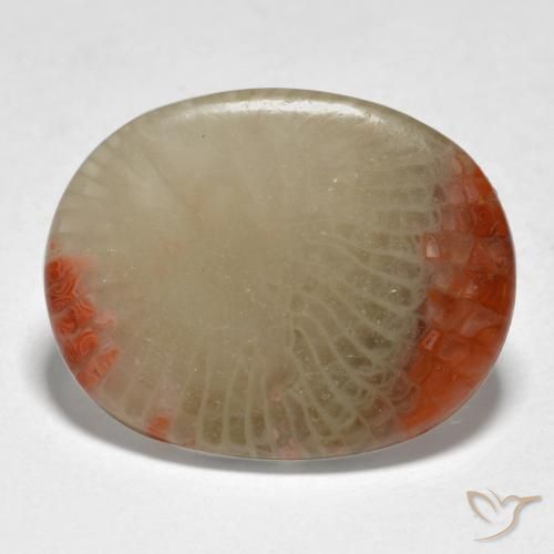 5.98 ct Multicolor Coral Stone, Natural Coral in Oval Cabochon Shape for Sale