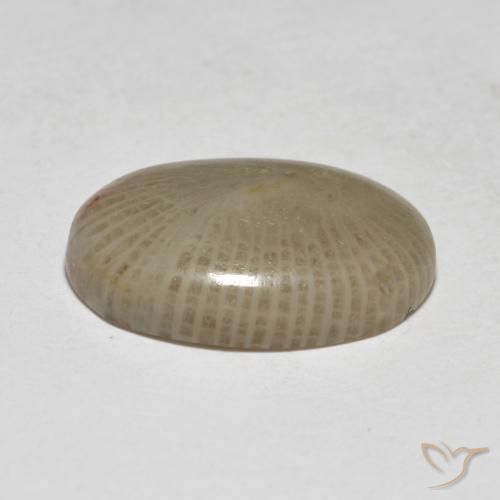 Coral Gemstone in 16.9 x 12.6 mm Size for Sale, Coral Stone in Multicolor Color