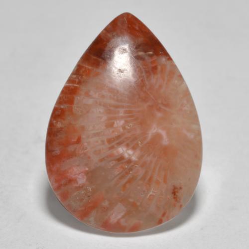 Multicolor Coral Gem - 5.9ct Pear Cabochon (ID: 564832)