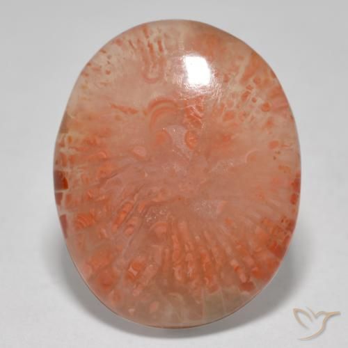 12.52ct Naturale Multicolore Corallo, Ovale, Traslucido, Photo A