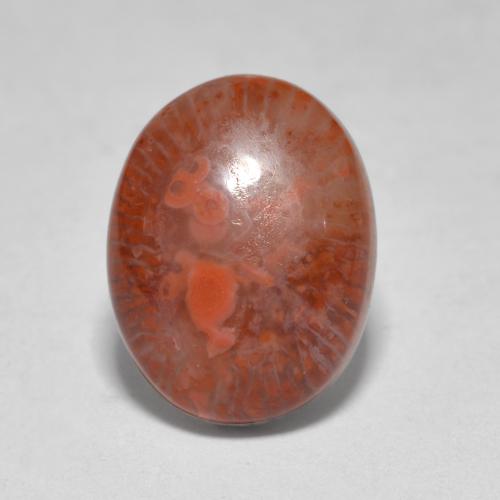 Multicolor Coral Gem - 4.5ct Oval Cabochon (ID: 565404)