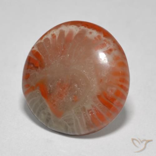 5.76 ct Multicolor Coral Stone, Natural Coral in Round Cabochon Shape for Sale