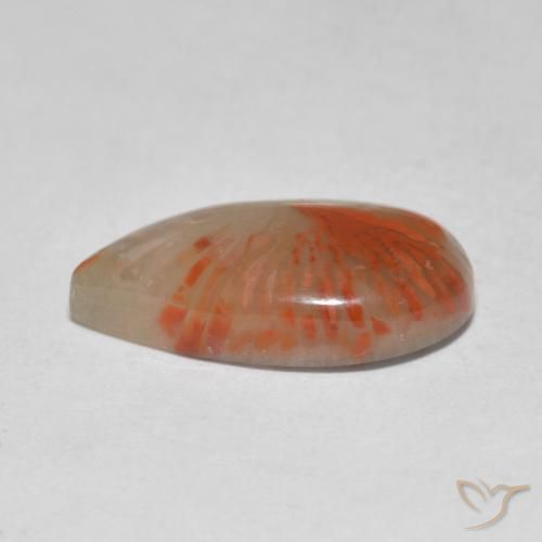 Coral Gemstone in 15.8 x 9.4 mm Size for Sale, Coral Stone in Multicolor Color