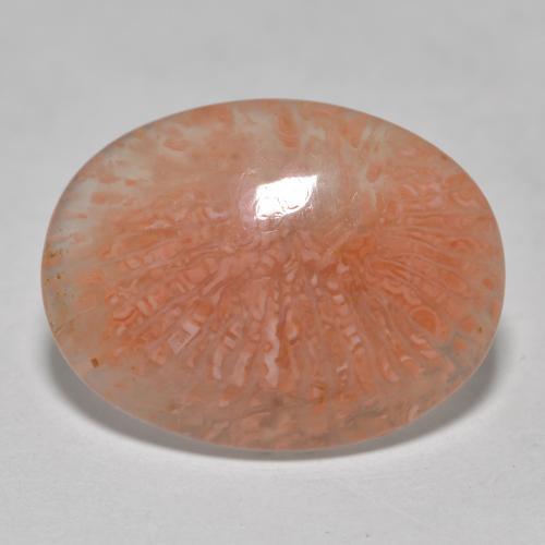 Multicolor Coral Gem - 5.6ct Oval Cabochon (ID: 565986)