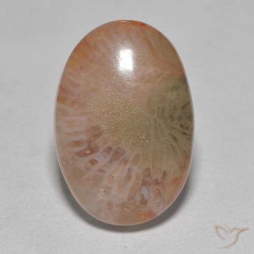 7.25 ct Multicolor Coral Stone, Natural Coral in Oval Cabochon Shape for Sale