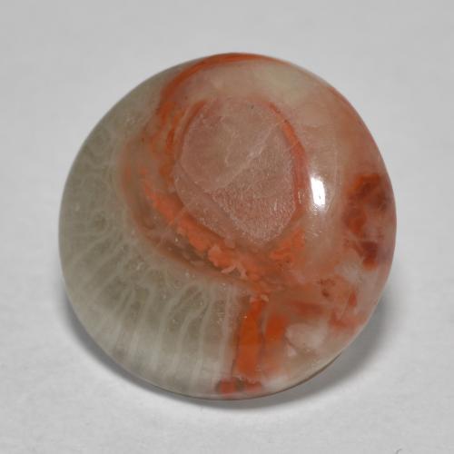 Многоцветный Коралл Камень - 3.9ct Круглый Кабошон (ID: 565989)