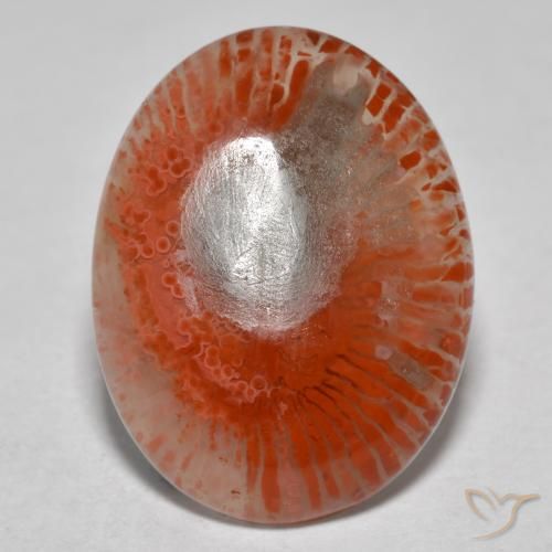 8.54 ct Multicolor Coral Stone, Natural Coral in Oval Cabochon Shape for Sale