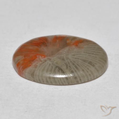 Coral Gemstone in 14.9 x 11.3 mm Size for Sale, Coral Stone in Multicolor Color