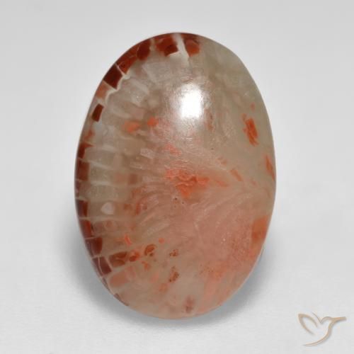 6.24 ct Multicolor Coral Stone, Natural Coral in Oval Cabochon Shape for Sale