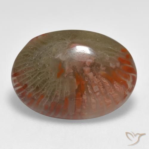 8.55 ct Multicolor Coral Stone, Natural Coral in Oval Cabochon Shape for Sale