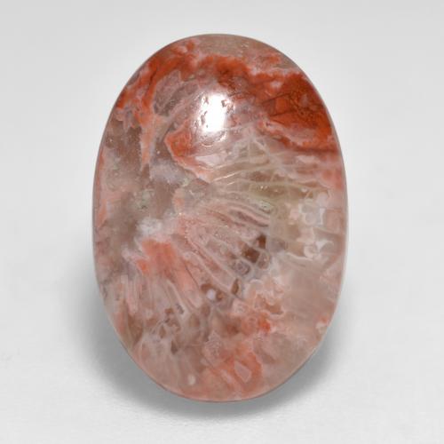 Многоцветный Коралл Камень - 7.4ct Овал Кабошон (ID: 566216)